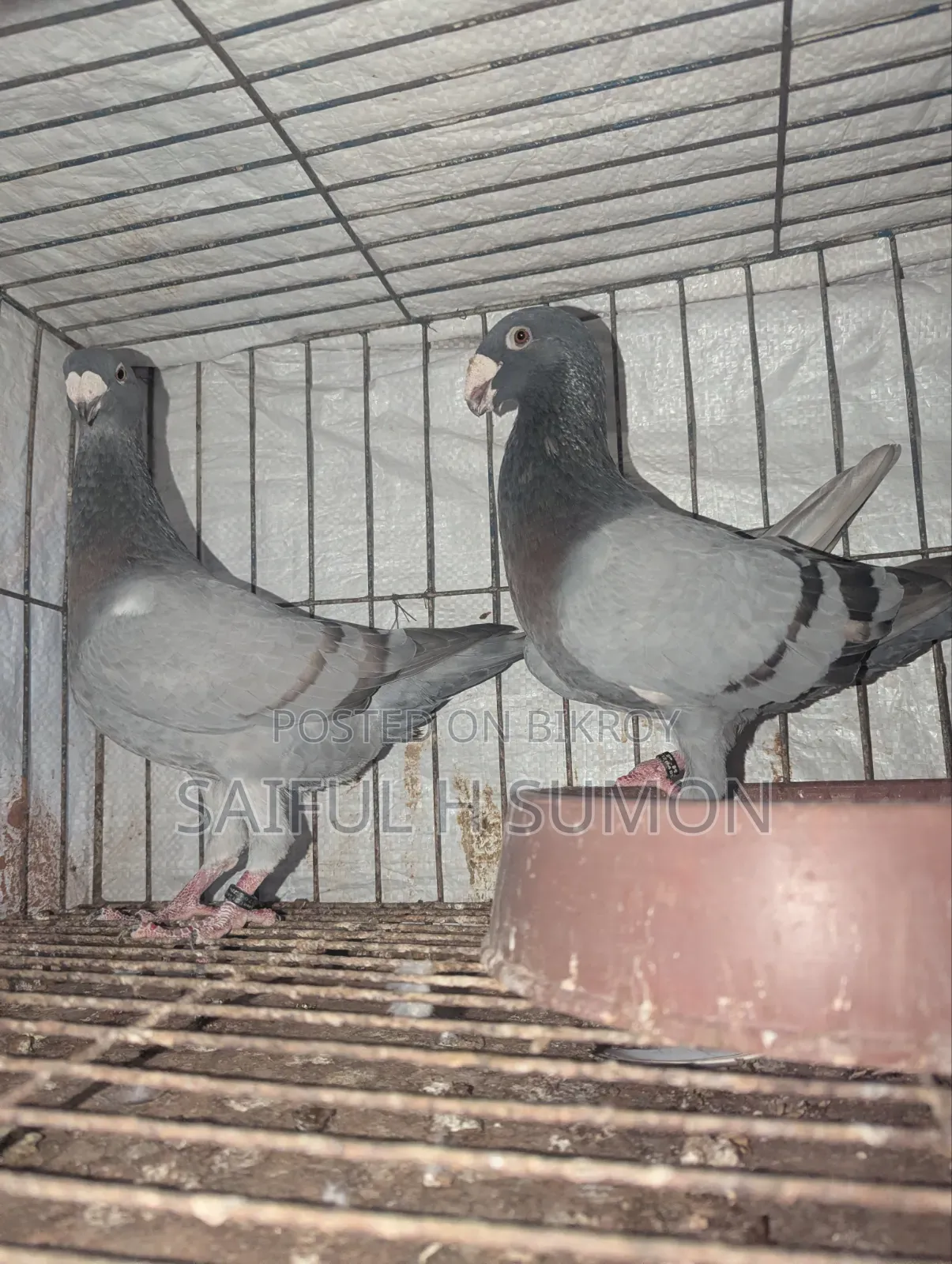 Bulgarian Beauty Pigeon for Sale