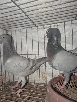 Bulgarian Beauty Pigeon for Sale