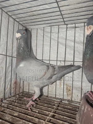 Bulgarian Beauty Pigeon for Sale