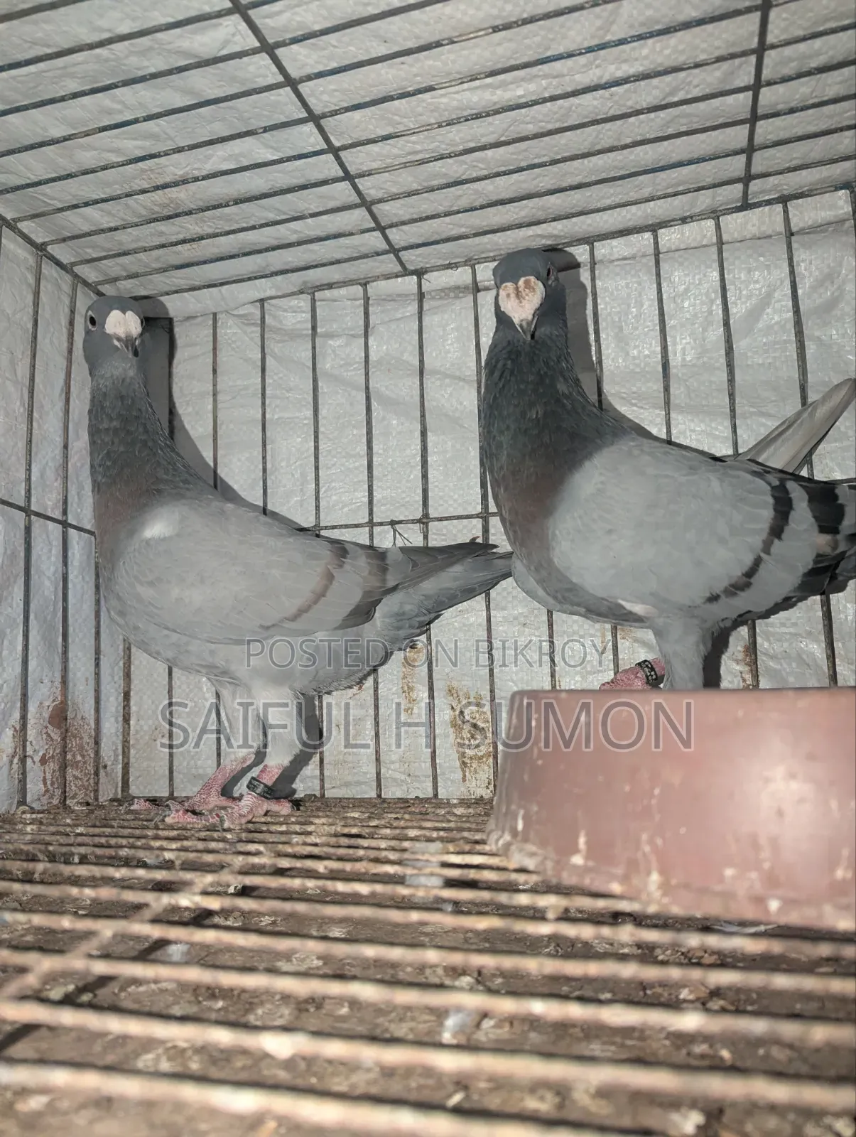 Bulgarian Beauty Pigeon for Sale