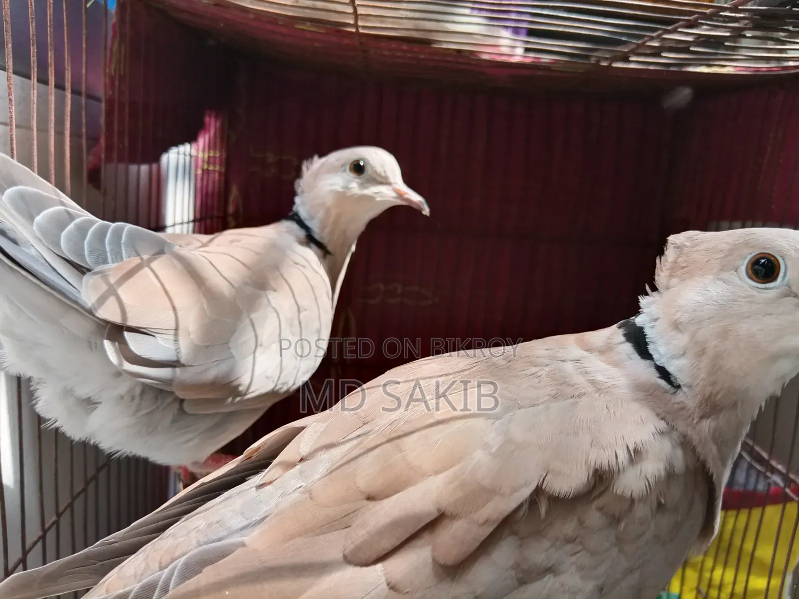 Premium Cuithal Dove