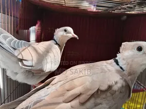 Premium Cuithal Dove
