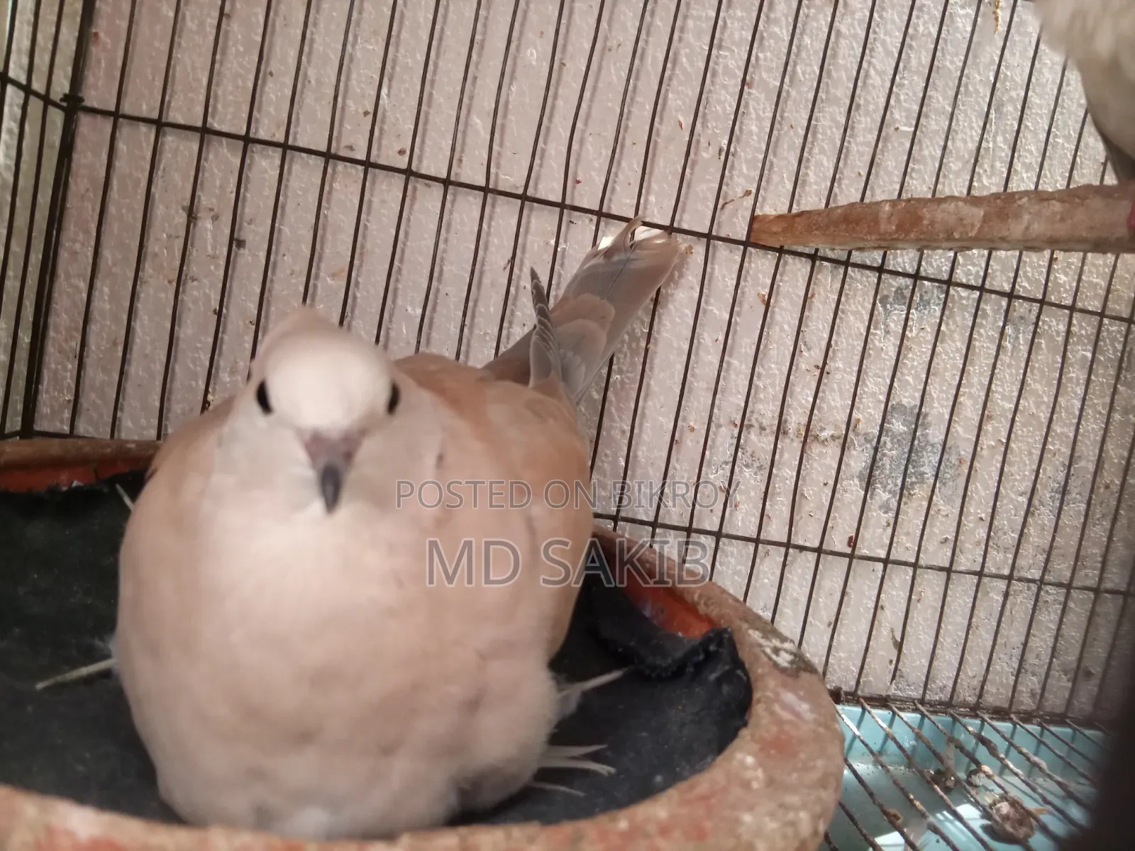 Premium Cuithal Dove