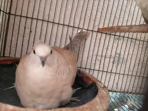 Premium Cuithal Dove