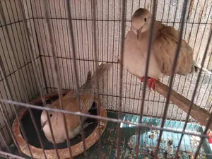 Premium Cuithal Dove