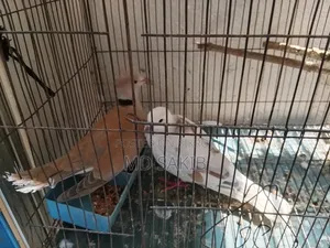 Premium Cuithal Dove