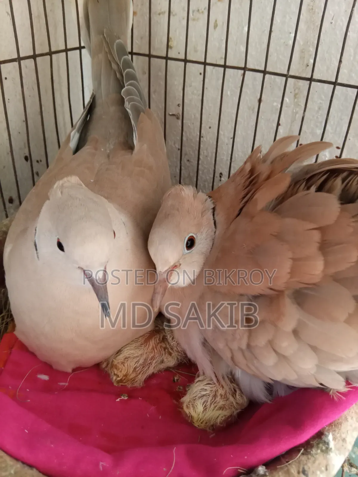Premium Cuithal Dove