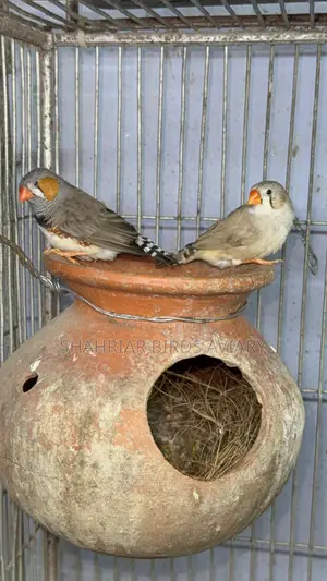 Finch Master Pair with Eggs