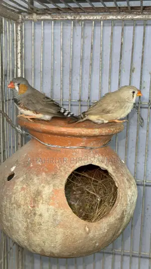 Finch Master Pair with Eggs
