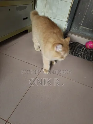 ১+ বছরের পুরুষ বিশুদ্ধ পারসিয়ান