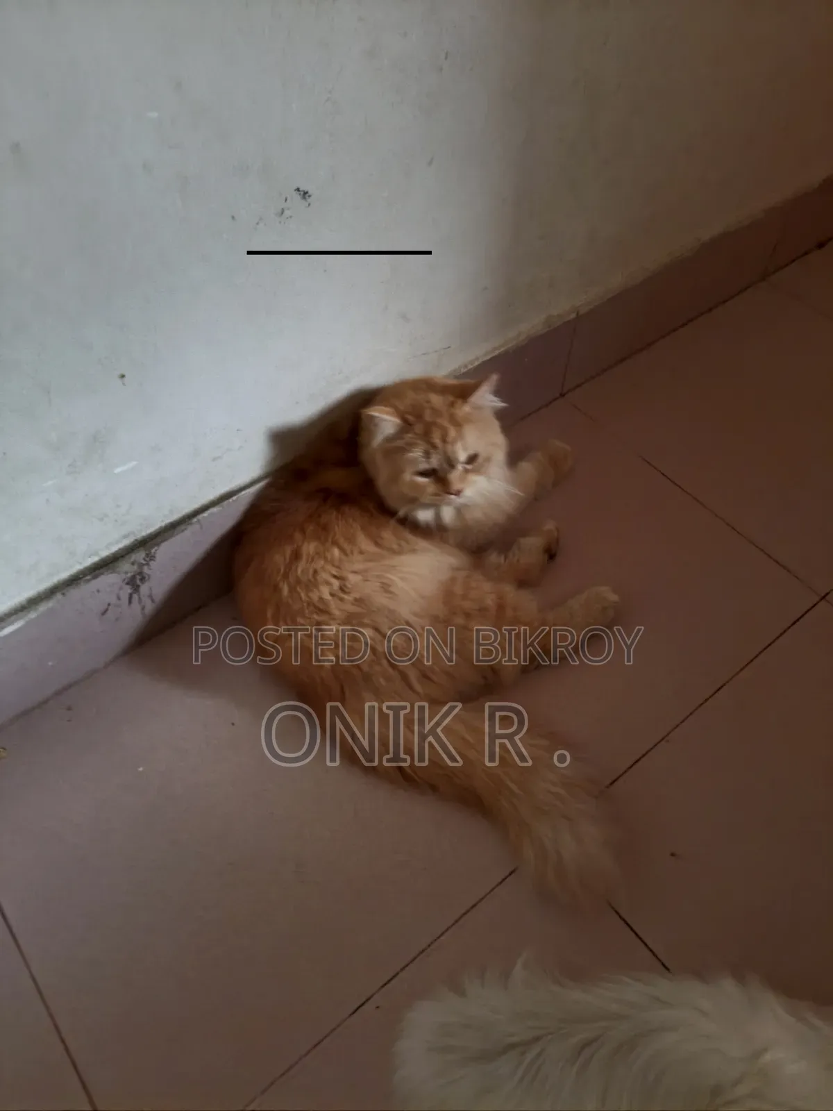 ১+ বছরের পুরুষ বিশুদ্ধ পারসিয়ান