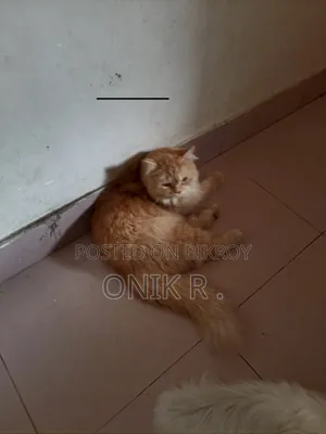 ১+ বছরের পুরুষ বিশুদ্ধ পারসিয়ান