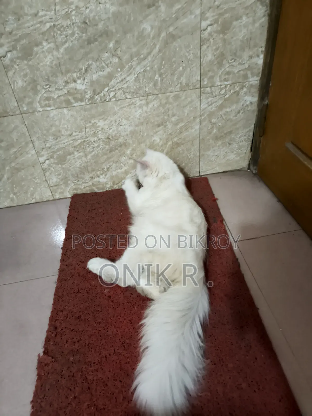 ১+ বছরের পুরুষ বিশুদ্ধ পারসিয়ান