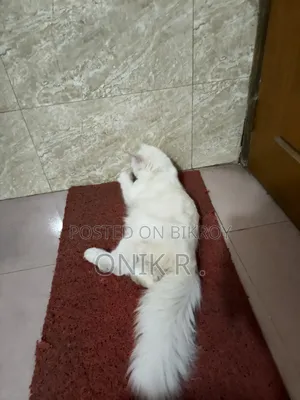 ১+ বছরের পুরুষ বিশুদ্ধ পারসিয়ান