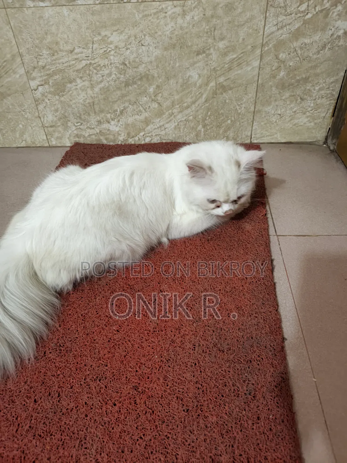 ১+ বছরের পুরুষ বিশুদ্ধ পারসিয়ান