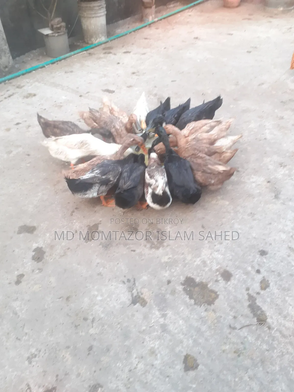 Pure local duck