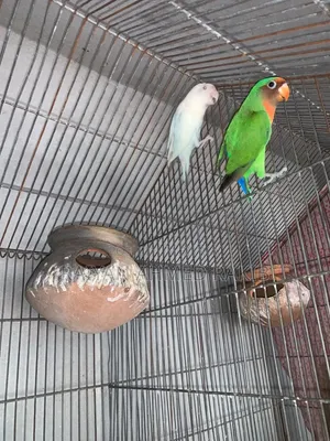 লাভ বার্ড জোড়া