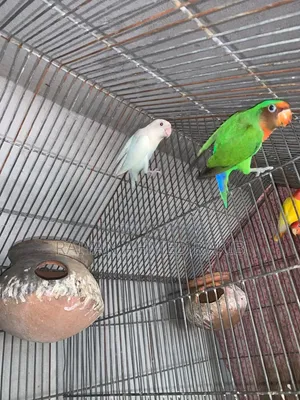 লাভ বার্ড জোড়া