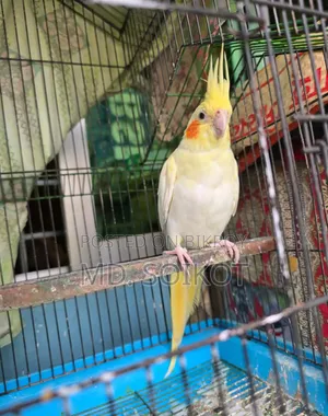 Lutino Cockatiel Bird Adult Male