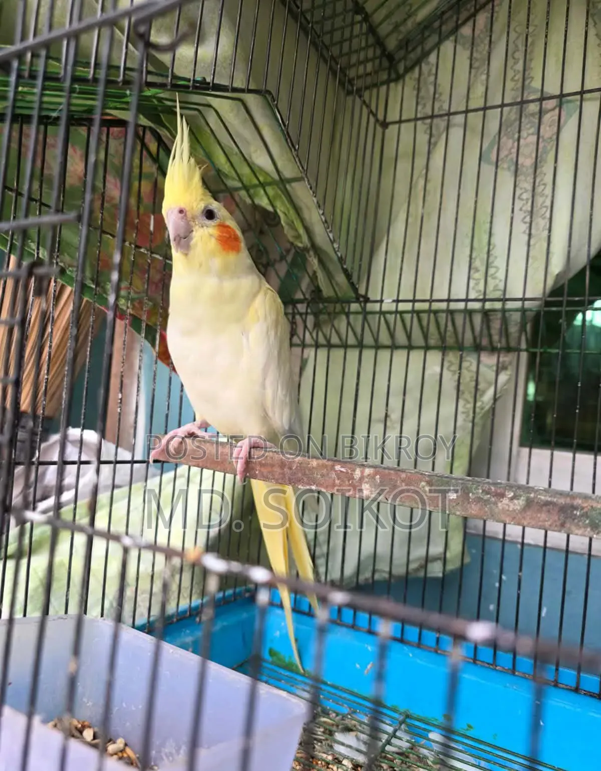 Lutino Cockatiel Bird Adult Male