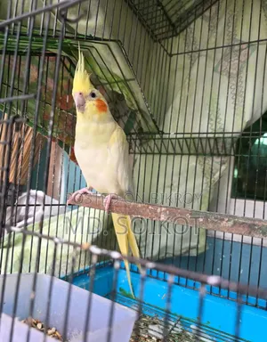 Lutino Cockatiel Bird Adult Male