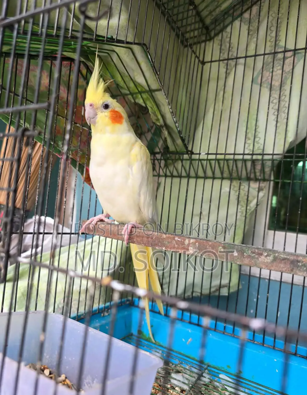 Lutino Cockatiel Bird Adult Male