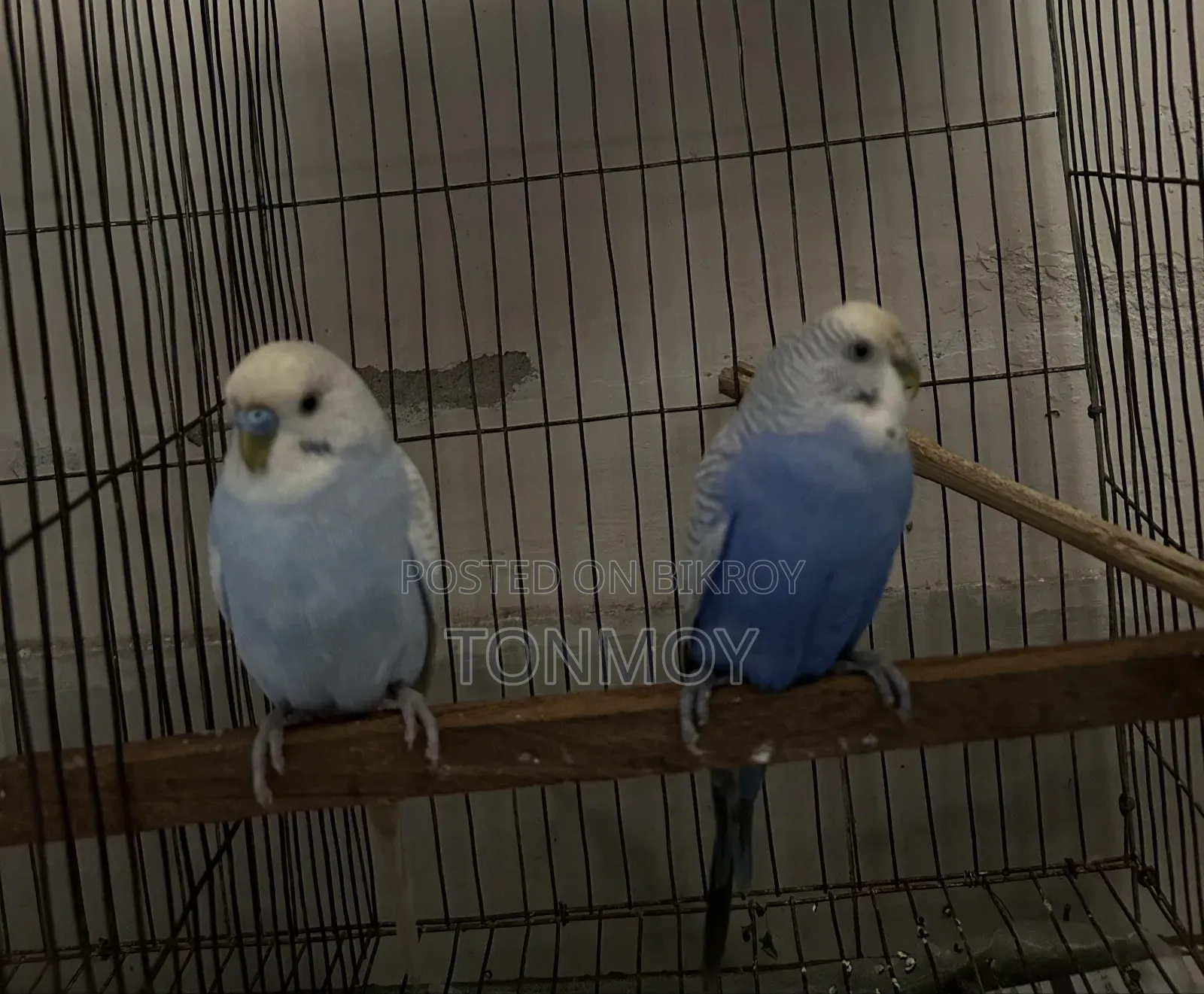 Budgerigar Adult Pair
