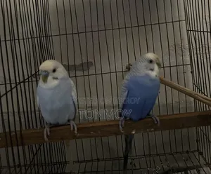 Budgerigar Adult Pair