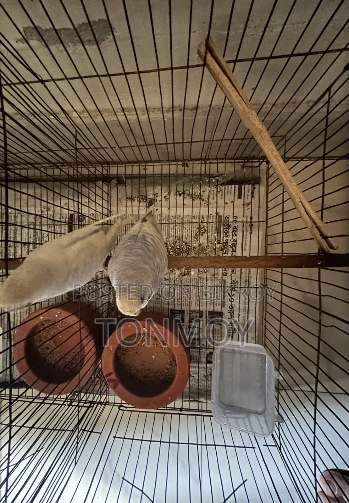 Budgerigar Adult Pair