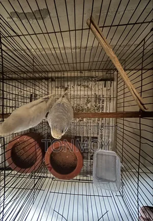 Budgerigar Adult Pair
