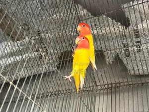 Love Bird Pair