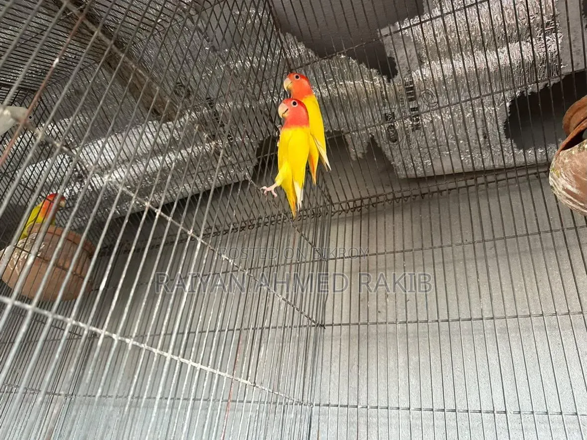 লাভ বার্ড জোড়া