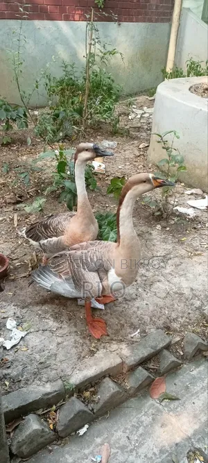 Deshi King Goose