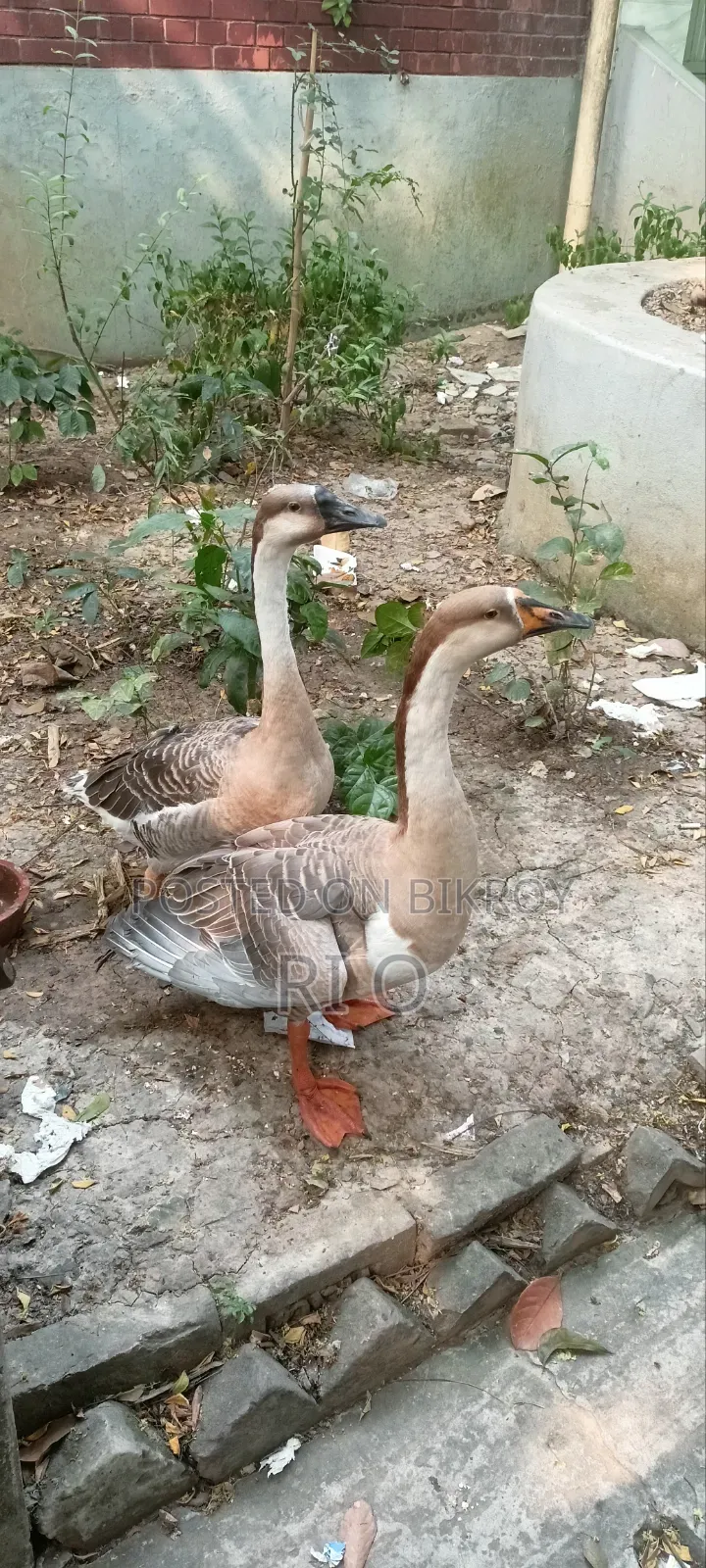 দেশি রাজহাঁস