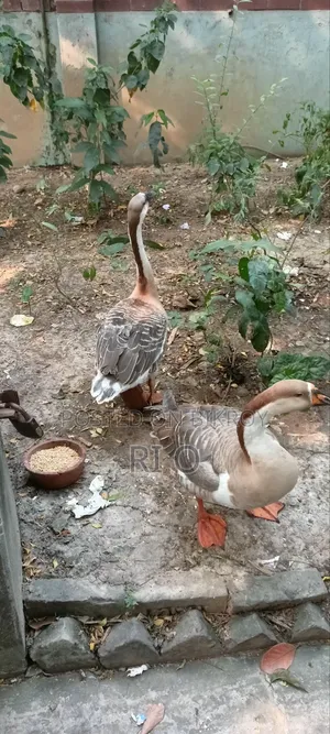 দেশি রাজহাঁস
