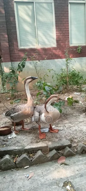 দেশি রাজহাঁস