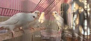 Albino Bajigar + Diamond Dove