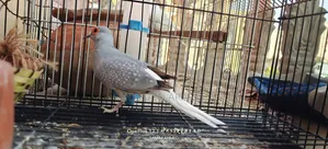 অ্যালবিনো বাজিগর + ডায়মন্ড ঘুঘু
