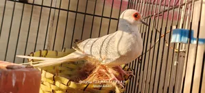 অ্যালবিনো বাজিগর + ডায়মন্ড ঘুঘু