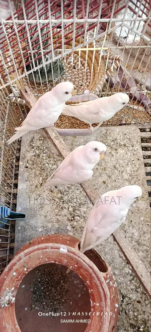 অ্যালবিনো বাজিগর + ডায়মন্ড ঘুঘু