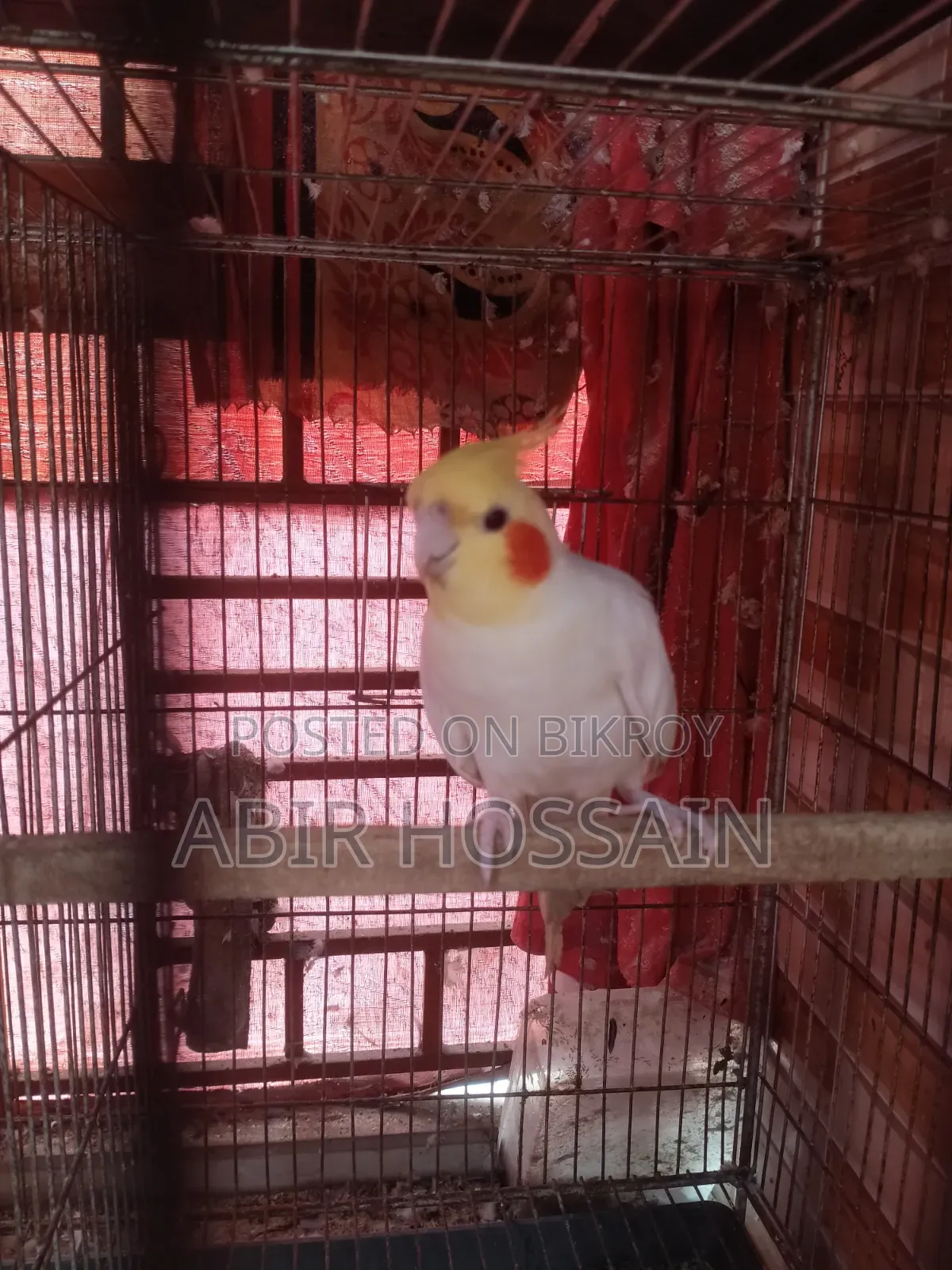 1 Male Cockatiel for Sale