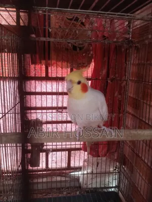 1 Male Cockatiel for Sale