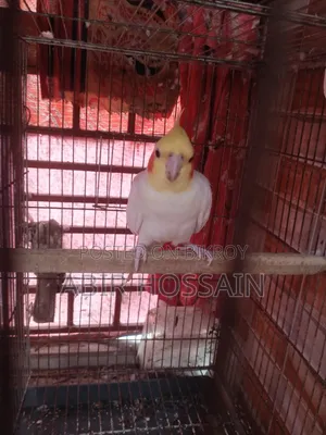 1 Male Cockatiel for Sale
