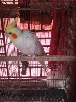 1 Male Cockatiel for Sale
