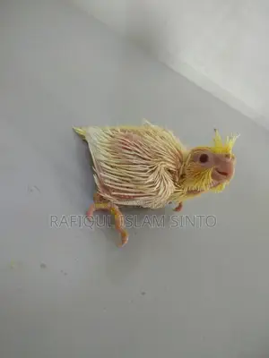 Tame Size Lutino Cockatiel