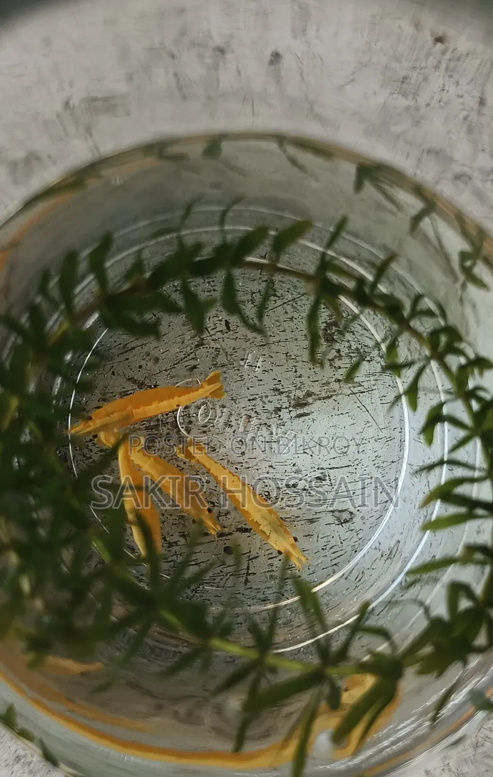 Golden Shrimp