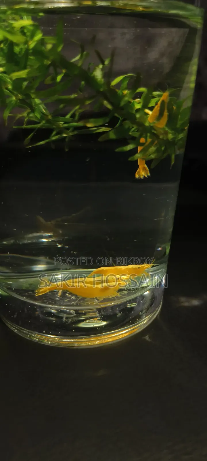 Golden Shrimp