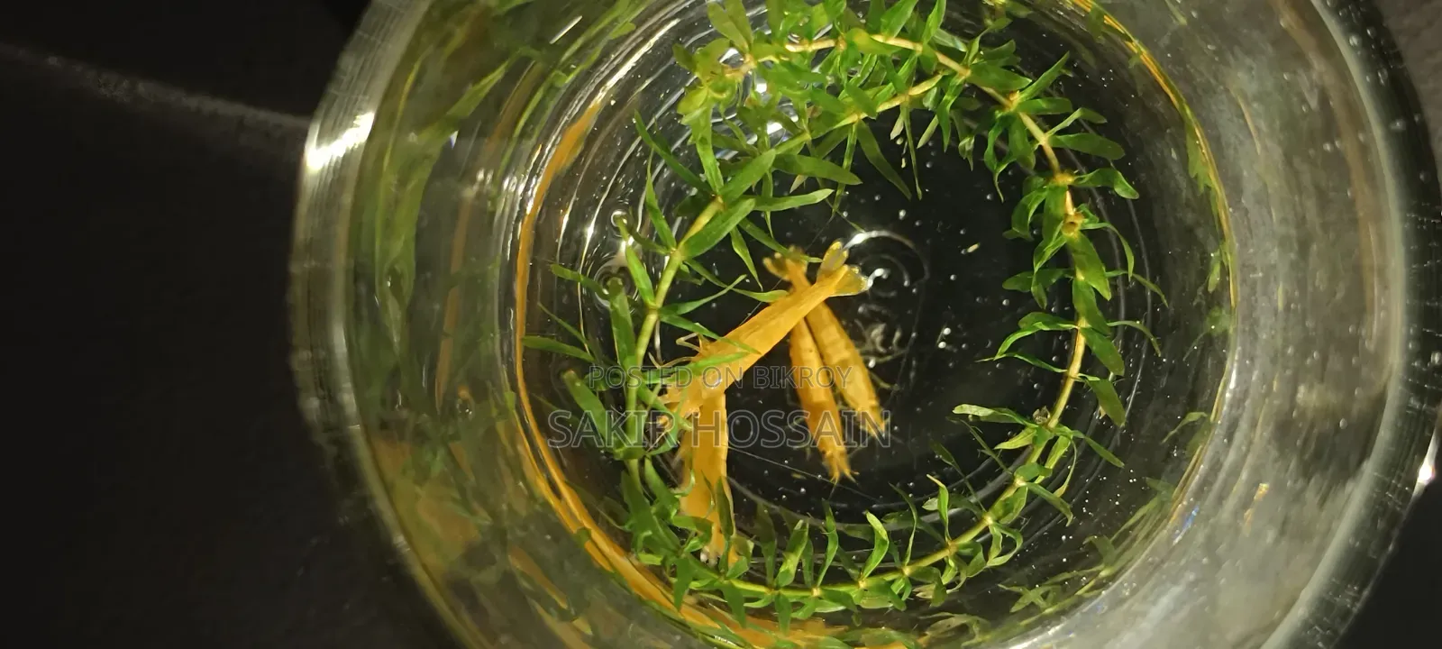 Golden Shrimp