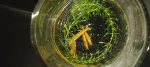 Golden Shrimp
