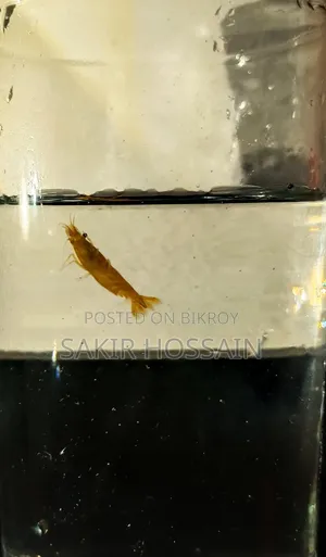 Golden Shrimp